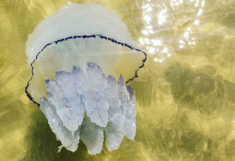 Будут ли медузы в Азовском море в сезоне 2021?