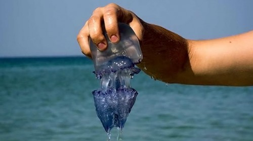 Сенсация! Азовские медузы уничтожают коронавирус!